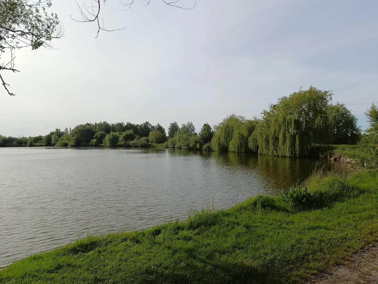 Продам землю Новогородецьке Житомирська обл річка озеро ліс — фото 8 з 11