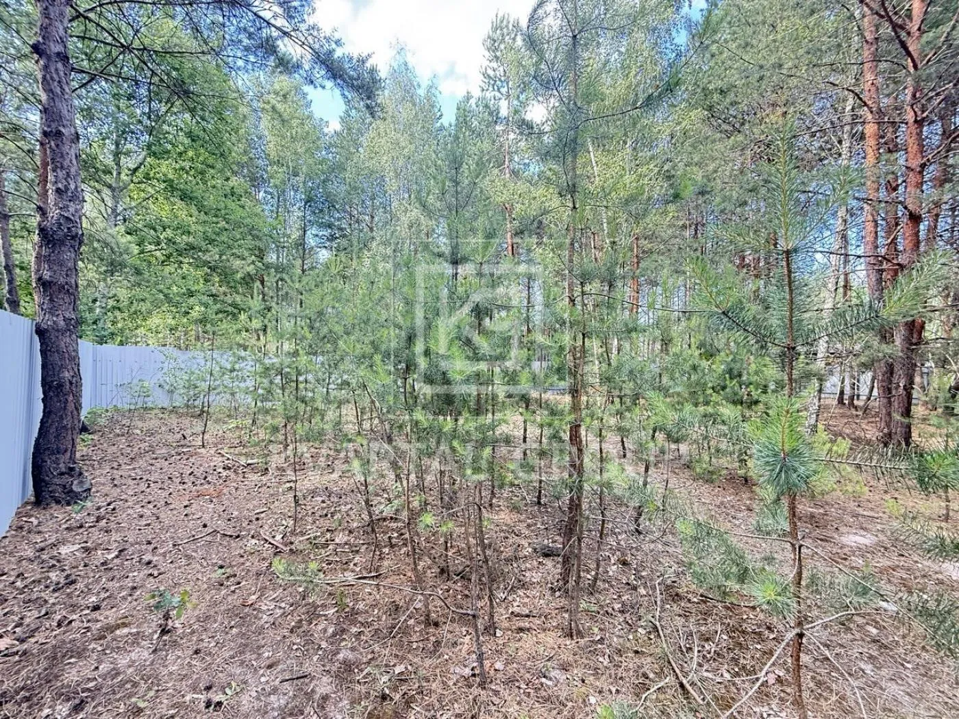 Ділянка в сосновому лісі — фото 2 з 6