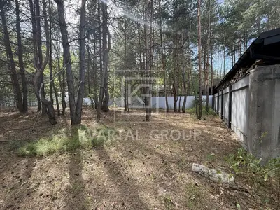 Ділянка в сосновому лісі — мініатюра фото 6