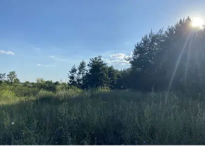 Проців, ділянка з лісом — мініатюра фото 2