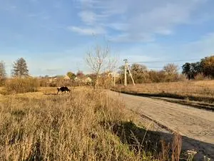 Михайлівка-Рубежівка 15 соток з електроенергією  15 соток без електроенергії 30 соток (2 ділянки) - 26500$ — мініатюра фото 5