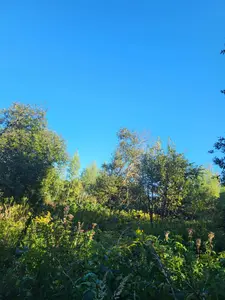 Ділянка під садівництво ( для дачі) с. Жирівка — мініатюра фото 3