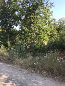 Продаж земельної ділянки з будівлями площею 0,25 Га — мініатюра фото 5