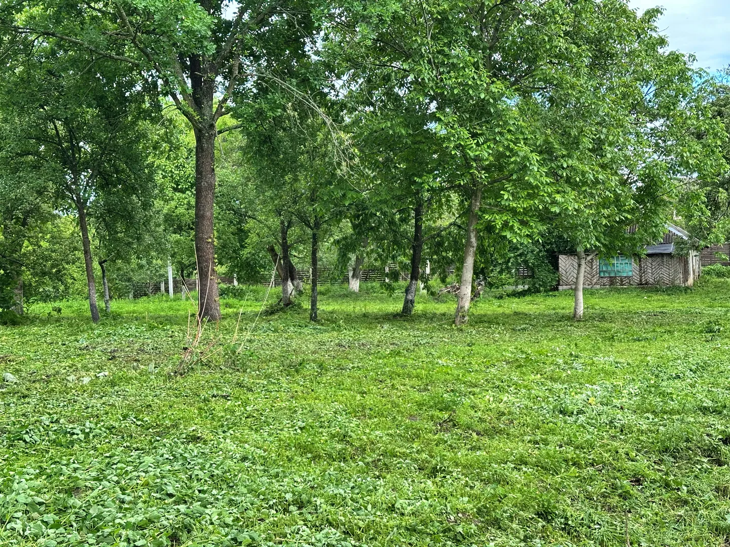 Продаю 50 сот . Частина 2  — фото 3 з 6