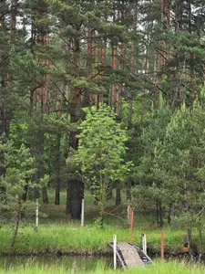 Ділянка біля лісу з власним озером. Є газ, світло, вода. 3.27 Га — мініатюра фото 3