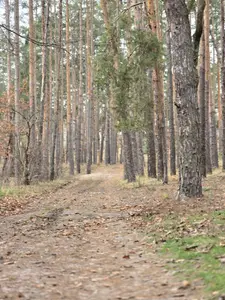 Ділянка 10 соток під будівництво. Комунікації поруч — мініатюра фото 1