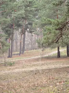 Ділянка 10 соток під будівництво. Комунікації поруч — мініатюра фото 2