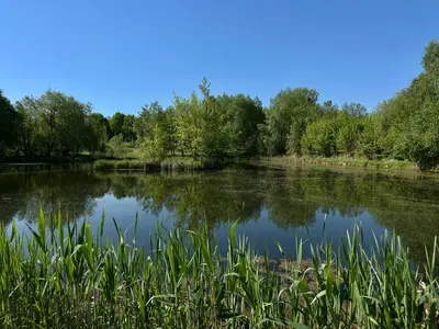 Ділянка під будівництво, 50.3 сот. Поруч ліс, річка, озера. До Києва 30 км — мініатюра фото 3